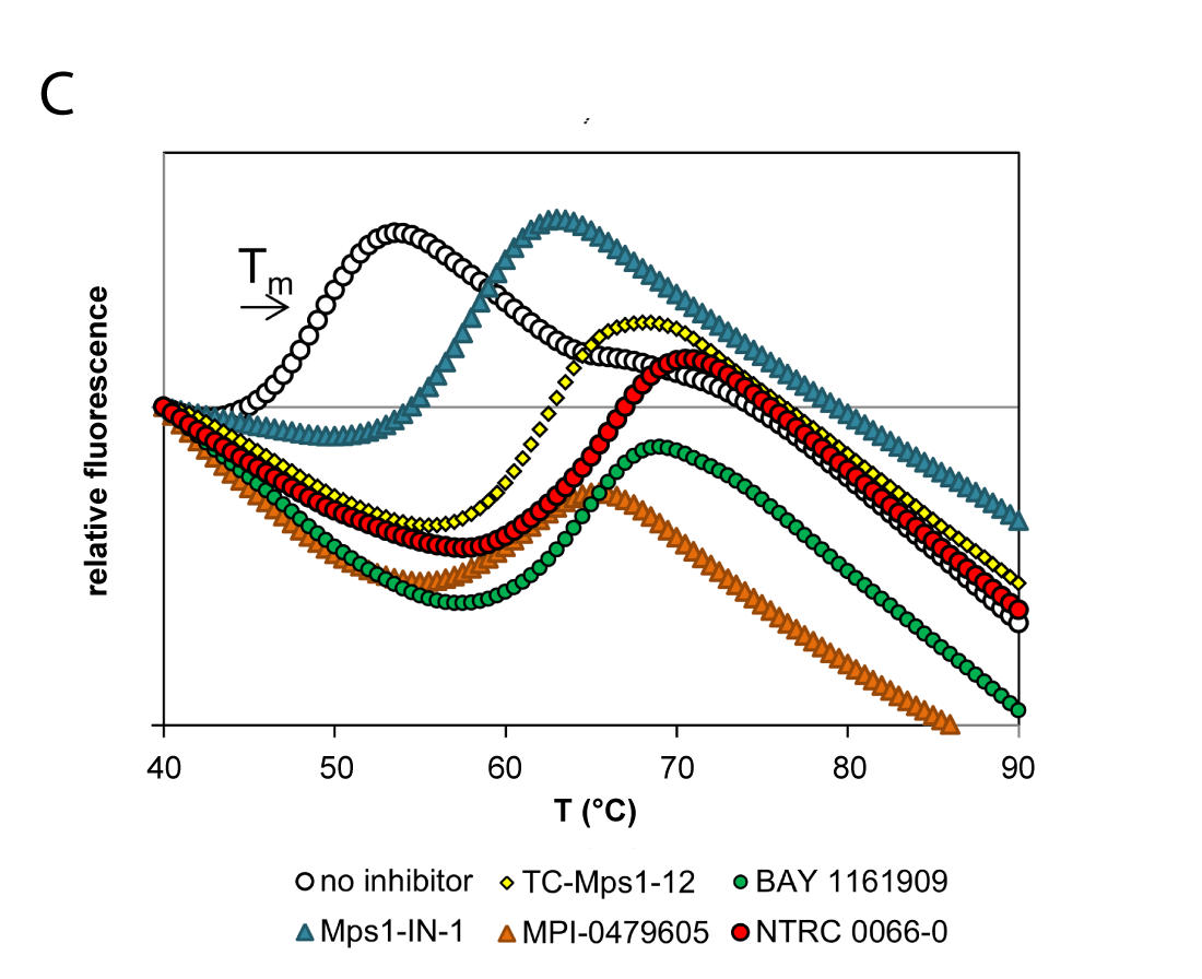 Representative Thermal Unfolding Curves Of The TTK Kinase Domain In The Presence Of TTK Inhibitors